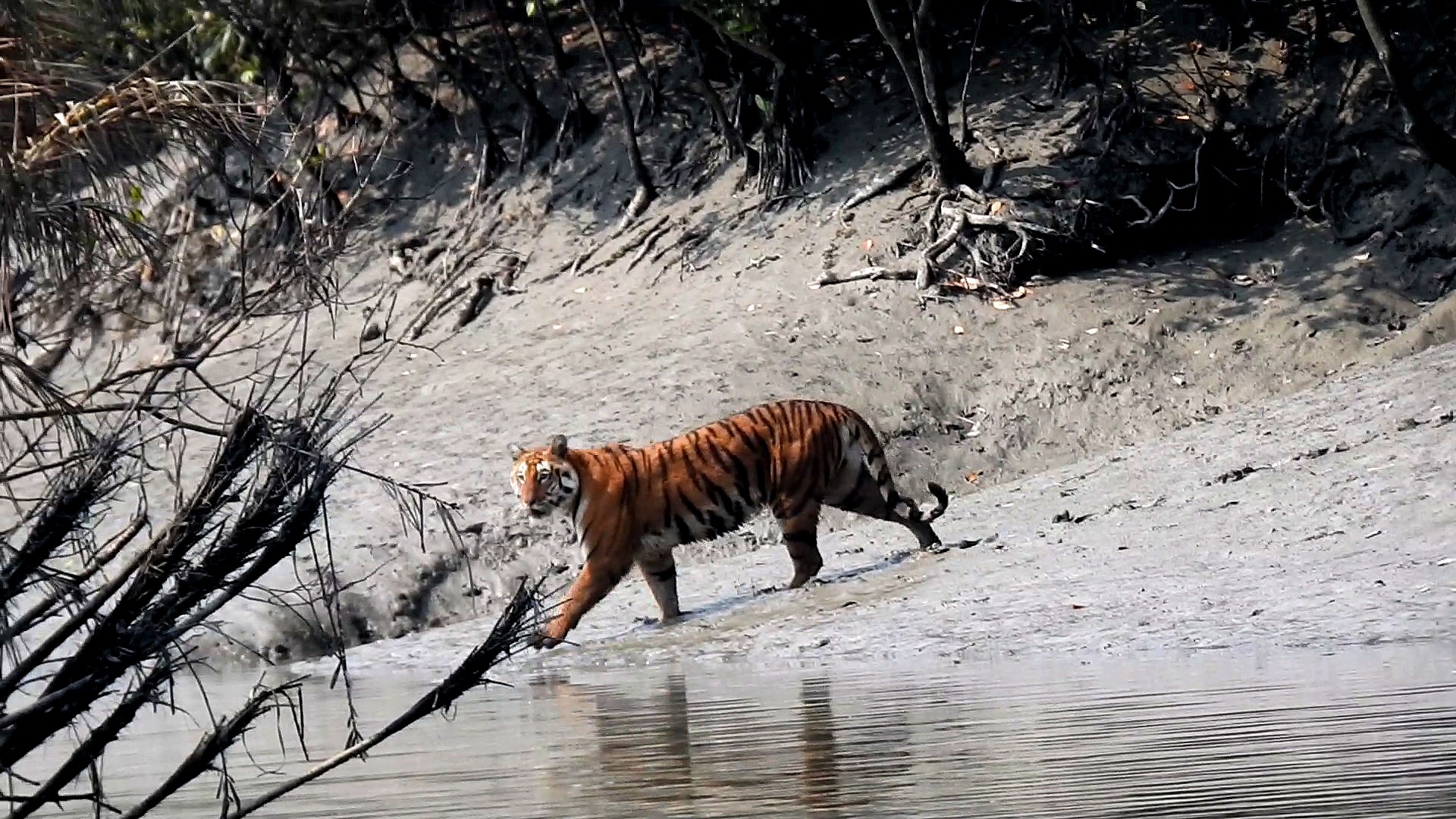 Tiger Tracking & Photography Tour